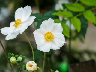 (Anemone hybrida) Anémones du Japon à floraison blanche au coeur entouré d'étamines jaunes et feuillage vert foncé