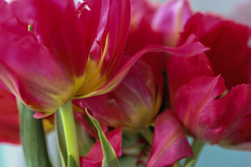 Obraz premium A beautiful bouquet of pink tulips. A gift for Valentine's Day, March 8 or Mother's Day