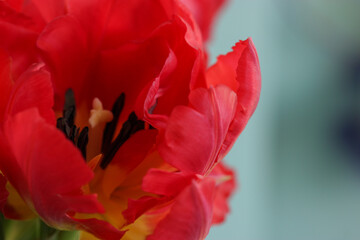Fototapeta premium A beautiful pink peony tulip close-up. Spring flowers. A gift for Valentine's Day, March 8 or Mother's Day
