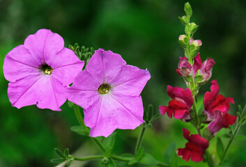 Petunia and snapdragon in the garden