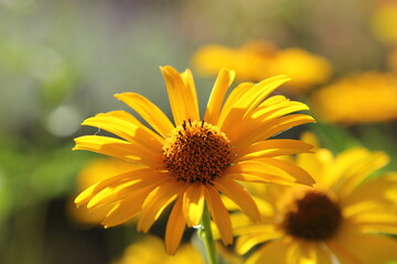 Blume