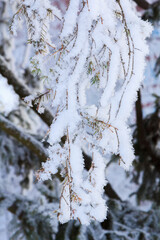 Green spruce branches on a sunny winter day, covered with snow and snowflakes.