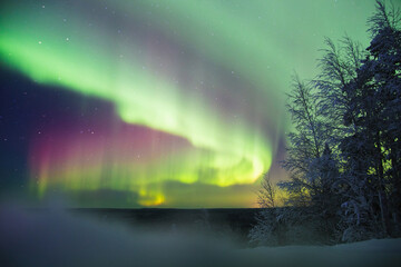 Colorful Northern lights (Aurora Borealis) with red oxygen glow above a forest. Russia, Arkhangelsk region