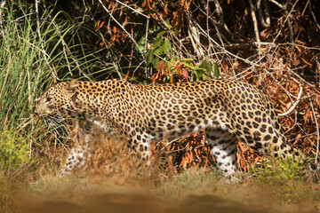 Fototapeta na wymiar Sri Lankan leopard (Panthera pardus kotiya) in Wilpattu National Park close up