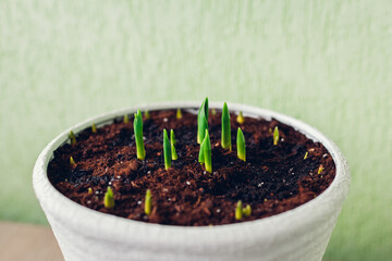 Spring bulbs flowers growing at home. Close up of tulips sprouts in white pot popping out of soil.