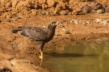 crested serpent eagle (Spilornis cheela) in Wilpattu National park, Sri Lanka