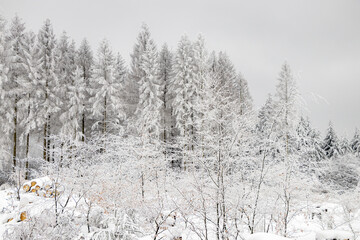 verschneite Bäume im Winterwald 
