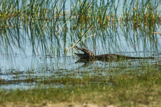 mugger crocodile or marsh crocodile,(Crocodylus palustris) in Wilpattu National Park, Sri Lanka