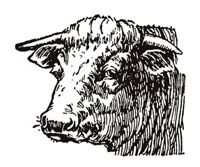 Head of a bull in three-quarter view. Illustration after an antique drawing from the early 20th century