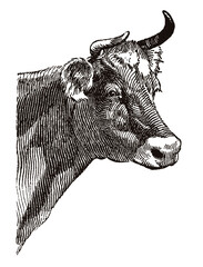 Head of a cow in three-quarter view. Illustration after an antique drawing from the early 20th century