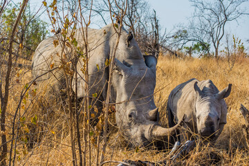 White rhino, Ceratotherium simum, in Kruger national park.