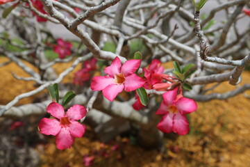 pink flowers in the garden