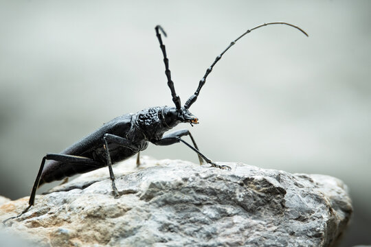 Musk beetle (Aromia moschata) sitting on a rock. Beautiful black bug in its habitat. Insect portrait with soft grey background. Wildlife scene from nature. Croatia