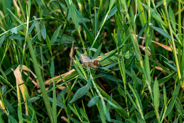 dragonfly on a grass