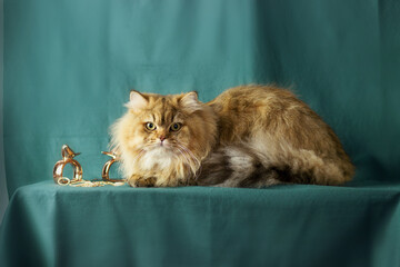 Fluffy British longhair cat. Yang cat chinchilla golden color lying on a beautiful emerald background
