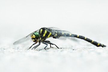 Sombre goldenring (Cordulegaster bidentata) sitting on the road. Yellow dragonfly portrait. Insect detailed portrait with soft grey background. Wildlife scene from nature. Croatia