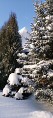 Photo with fluffy pine covered with snow in a snowy field
