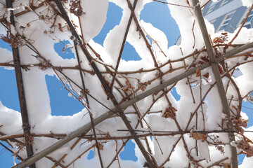 vineyards with the last grapes of the year, covered with the snows of Branches of trees and bushes under the snow