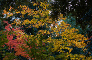 Leaves foliage in Japan during the Momiji autumn season