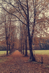 autumn in the forest, Indian Summer