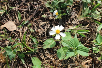 White daisys in the grass