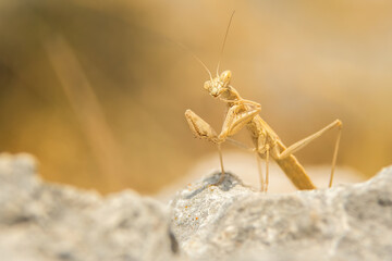 Praying mantis (Mantis religiosa) sitting and hunting on a rock. Beautiful yellow insect in its habitat. Insect portrait with yellow background. Wildlife scene from nature, Croatia