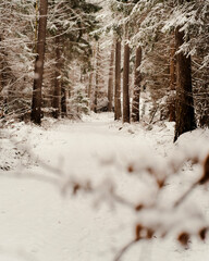 forest in winter