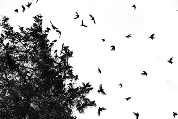 Stare fliegen vom Baum