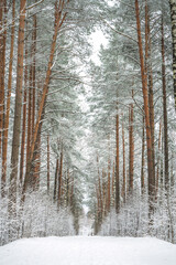 Alley of trees in a snowy winter day. Tall birch and pine trees with snowy branches.