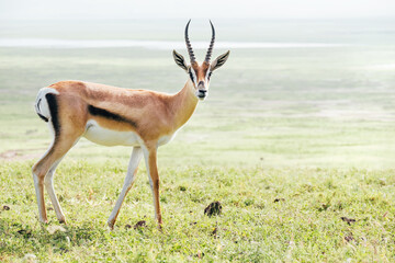 Thomson's gazelle wild animal portrait. Ngorongoro crater Conservation Area, Tanzania.