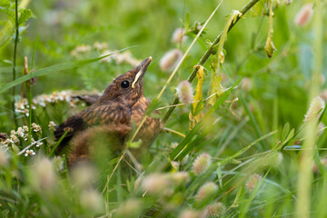 Young common blackbird in Grass