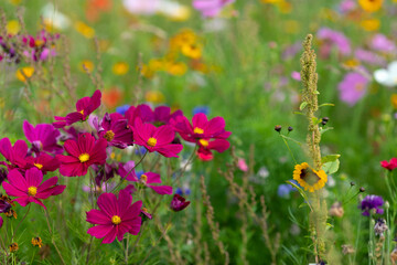 Colorful cosmos flowerbed