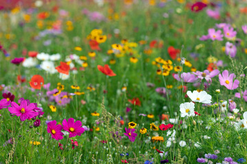 Cosmos and poppies mixed flowers
