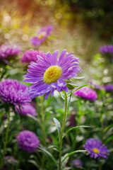 Bright flowers of autumn asters in the rays of the evening sun. Flowers and bokeh	