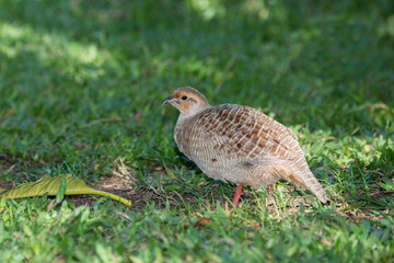 Male Grey Francolin in Hawaii