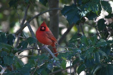 Cardinal red bird