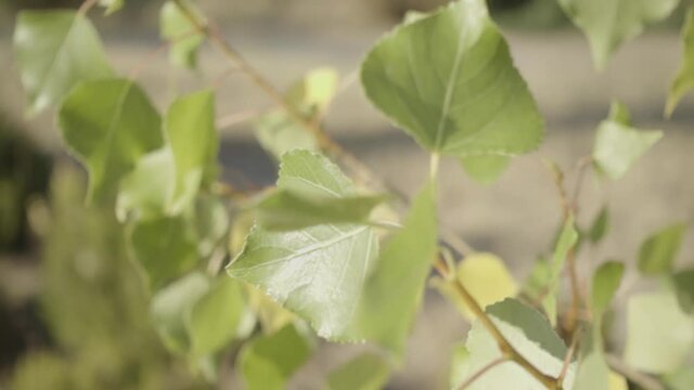 Nice green leaves moving in the wind. Slow motion motion a at sunset