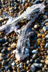 Remains of two smooth-hound sharks washed up on the beach