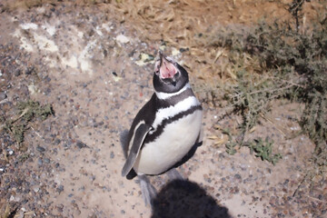 Fototapeta premium penguin standing on the rocks