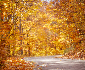 Asphalt road between trees in fall