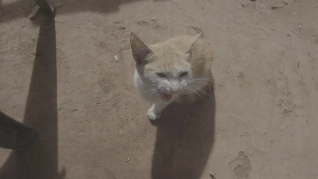 Aerial view of cat meowing. Cat slow motion