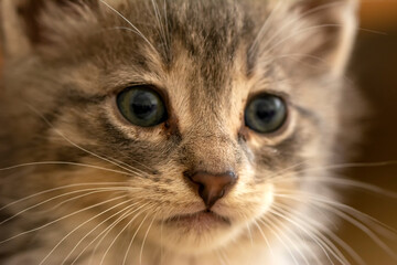 Cat's nose, macro view. Curious animal portrait close up.