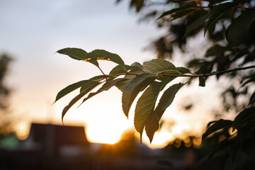 Close-up of a tree branch with green leaves in evening sunlight against blue sky at sunset.