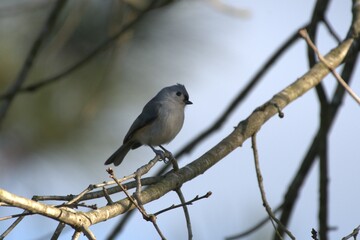 Titmouse bird cute