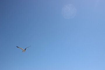 birds in the sky