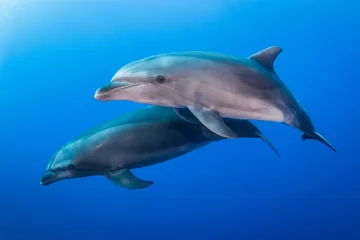 Raamstickers Free dolphins of Rangiroa © Tropicalens