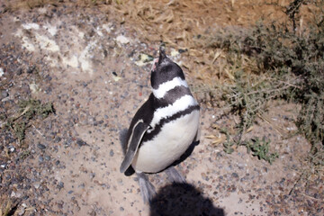 black and white butterfly