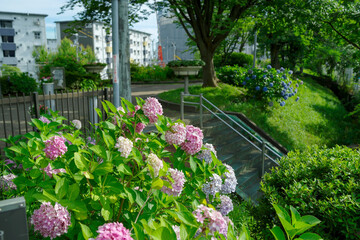 大阪府豊中市・紫陽花の咲くこもれび通りの風景