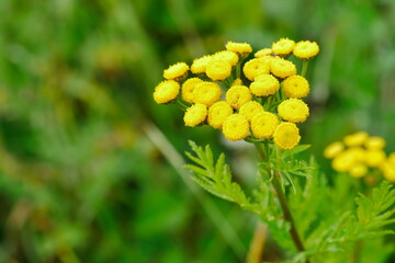 Tansy Tanacetum vulgare summer bloomer