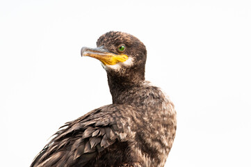 European shag (Phalacrocorax aristotelis desmarestii), a beautiful bird sitting on a stone near the sea in the evening, Istria, Croatia